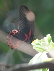 Papilio rumanzovia