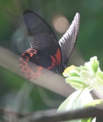 Papilio rumanzovia