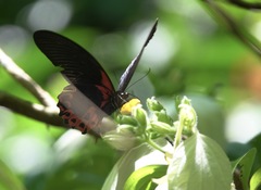 Papilio rumanzovia
