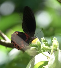 Papilio rumanzovia