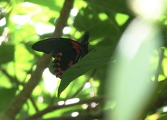 Papilio rumanzovia