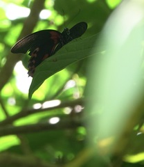 Papilio rumanzovia