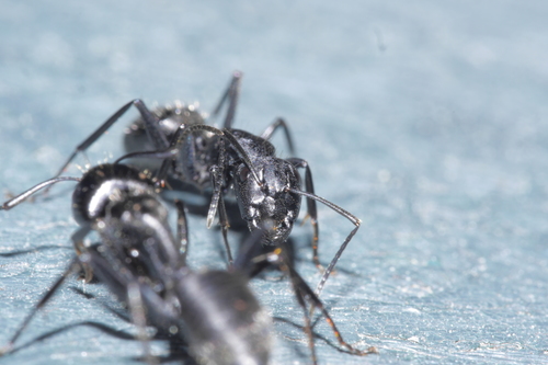 mravec drevokaz (Camponotus vagus)