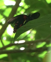 Papilio rumanzovia