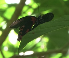Papilio rumanzovia