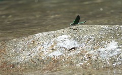 Neurobasis luzoniensis