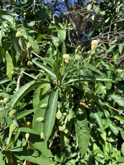 Justicia aconitiflora