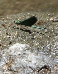 Neurobasis luzoniensis