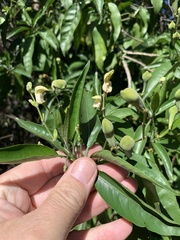 Justicia aconitiflora