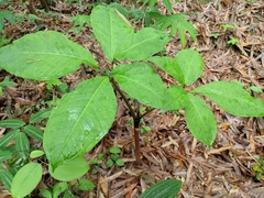 Arisaema bockii