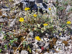 Helianthemum oelandicum
