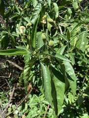 Justicia aconitiflora