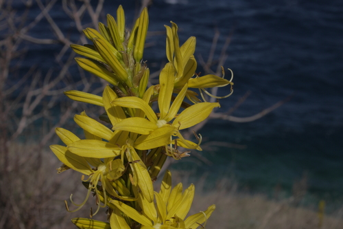 Žuta zlatoglavica (Asphodeline lutea)