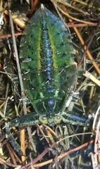 Lethocerus cordofanus