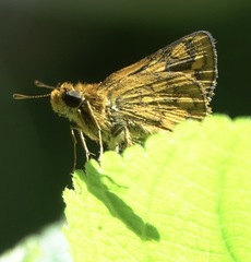 Potanthus mingo
