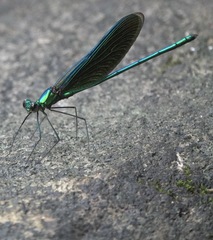 Neurobasis luzoniensis