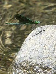 Neurobasis luzoniensis