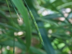 Rottboellia cochinchinensis