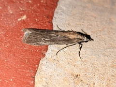 Lamoria anella