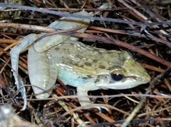 Ptychadena anchietae