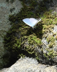 Catopyrops ancyra