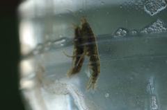 Gammarus roeselii