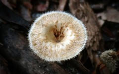 Lentinus