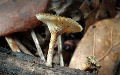 Lentinus