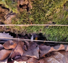 Bombus