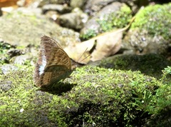Tanaecia calliphorus