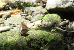 Tanaecia calliphorus