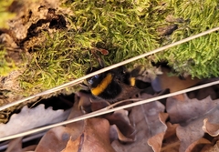 Bombus