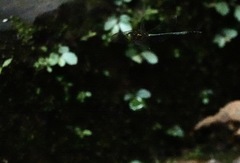 Heteronaias heterodoxa