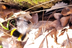 Bombus