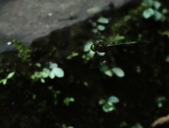 Heteronaias heterodoxa