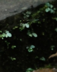 Heteronaias heterodoxa