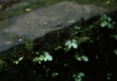 Heteronaias heterodoxa