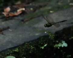 Heteronaias heterodoxa