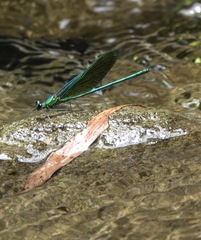 Neurobasis luzoniensis