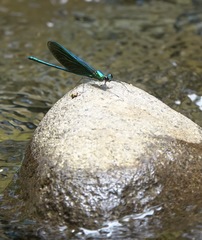 Neurobasis luzoniensis