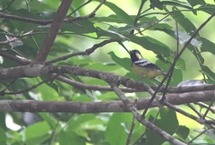 Periparus elegans