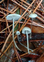 Mycena clavicularis