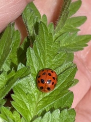 Harmonia axyridis