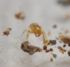 Solenopsis abdita