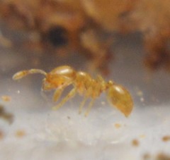 Solenopsis abdita