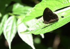Mycalesis tagala