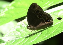 Mycalesis tagala