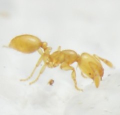 Solenopsis abdita