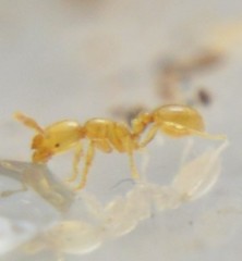 Solenopsis abdita
