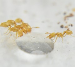 Solenopsis abdita
